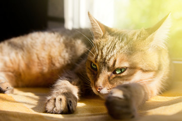 Close-up portrait of a beautiful domestic cat