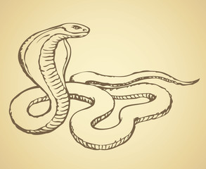 Fototapeta premium Snake. Vector drawing
