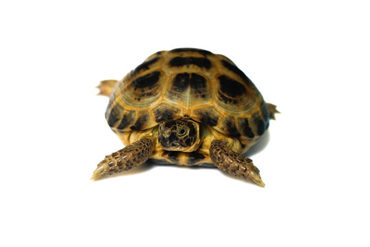 Pet turtle .