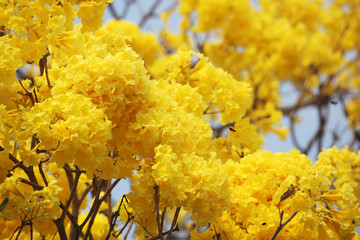 yellow trumpet flower