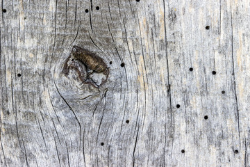 The old wood texture with natural patterns