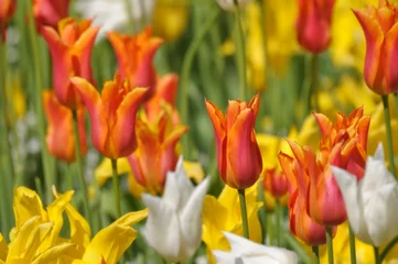 Gartenposter Tulpe natural background with field of yellow and red tulips