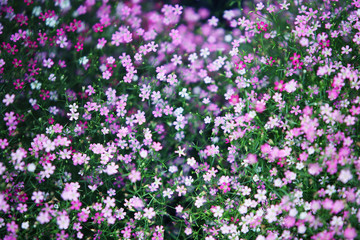 gypsophila flower