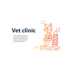 Vet clinic. Pet health insurance. A happy smiling cat with fractured paw and tail. Template for advertising.