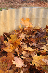 raccolta di foglie secche in autunno