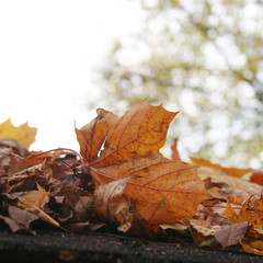 foglie su tetto in autunno