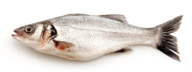 spigola fresca su fondo bianco