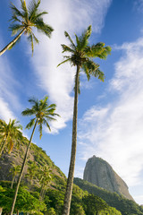 Sugarloaf Pao de Acucar Mountain standing in blue sky with palm trees Rio de Janeiro Brazil