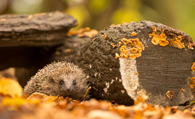 A small cute hedgehog walking through the woodland looking for food