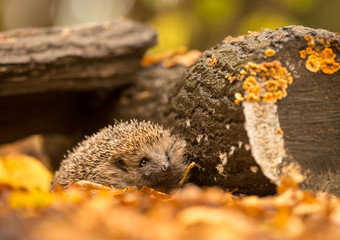 Naklejka na ściany i meble A small cute hedgehog walking through the woodland looking for food