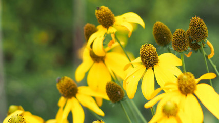 The yellow flower in garden 