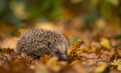 A cute little wild hedgehog walking through golden autumn leaves