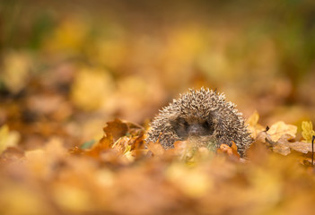 A cute little wild hedgehog sitting in a pile of golden autumn leaves