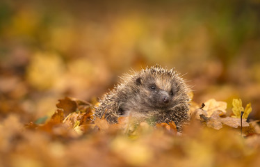 A cute little wild hedgehog sitting in a pile of golden autumn leaves