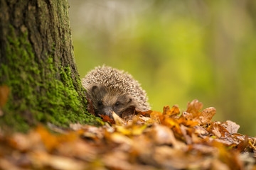 A cute little wild hedgehog walking through golden autumn leaves straight at the camera