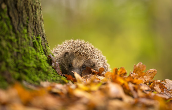 A cute little wild hedgehog walking through golden autumn leaves straight at the camera