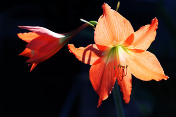 colorful amaryllis flower