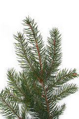 ramo di pino su sfondo bianco