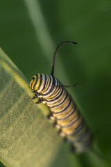 Monarchn Caterpillar, larval, Lepidoptera