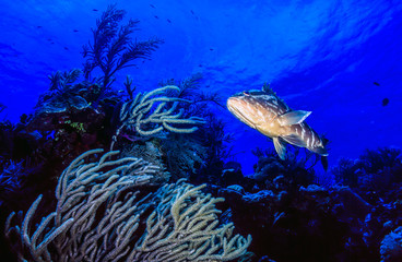 Fototapeta na wymiar Nassau grouper,Epinephelus striatus