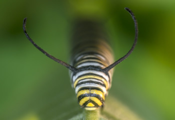 Monarchn Caterpillar, larval, Lepidoptera