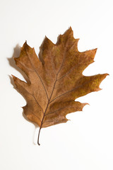 Dry autumn oak leaf on  over white