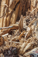 View of the remains of the broken tree.