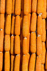 yellow corn decorated