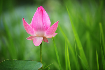 Fototapeta premium beautiful lotus flower