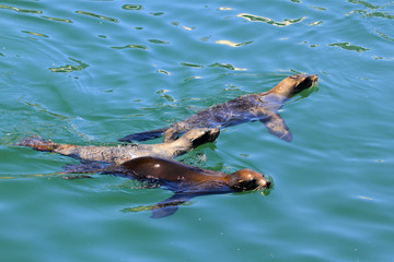 Obraz premium otaries