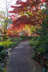 Maple trees turn color in a garden in Tokyo, Japan