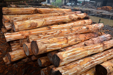 Mangrove tree at charcoal factory