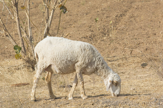 Sheep Grazing in the Winter in Rajasthan, India