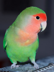 Peach faced lovebird