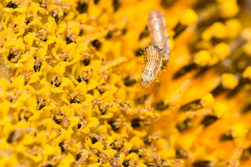 Caterpillar on sunflower pollen