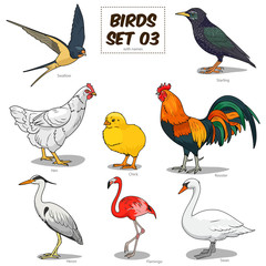Bird set cartoon colorful vector illustration