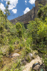 Green jungle in a stream canyon in Isalo, Madagascar