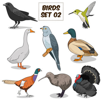 Bird set cartoon colorful vector illustration