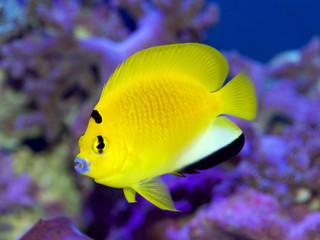 Flagfin angelfish