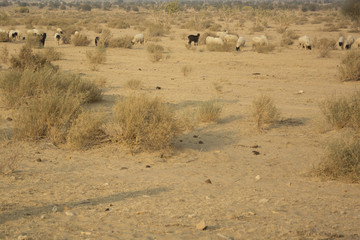 Flock of Sheep and Goats in the Thar Desert, India