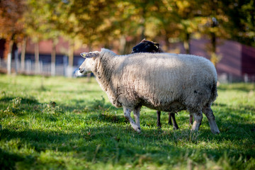 Obraz premium herd of white sheep