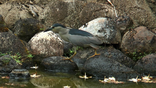 Black-Crowned night heron (Nycticorax nycticorax) looking for fish