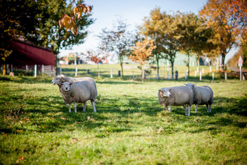 herd of white sheep