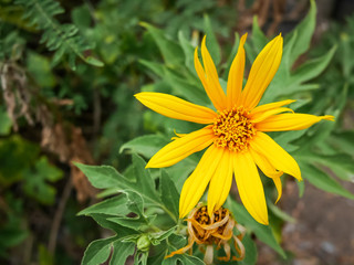 Tithonia diversifolia