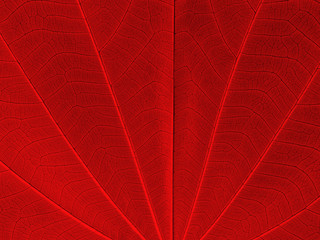 red leaf texture ( bauhinia purpurea leaf )