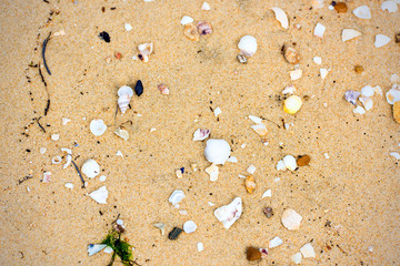 Fototapeta na wymiar sea shell on the beach sand