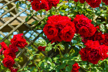 Bush of beautiful roses in a garden