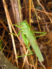 big Great Green Bush-Cricket in the sear grass