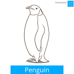 Penguin bird learn birds coloring book vector