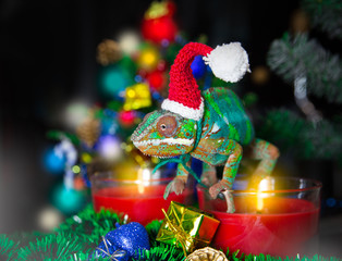 Chameleon  Santa Claus © oleg_mj
